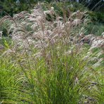 Ozdobnica čínska (Miscanthus sinensis) ‘YAKA DANCE’® - výška 10-15 cm, kont. C1,5L